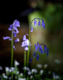 British Bluebells von Leighton Collins