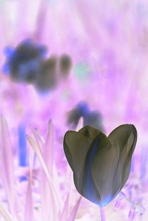 tulips negative... 23 by loewenherz-artwork