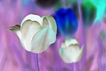 tulips negative... 1 by loewenherz-artwork