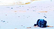 Sheepdog On The Beach by Vincent J. Newman