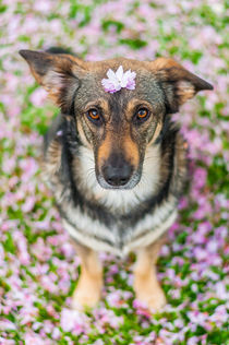 Hund im Frühling I von elbvue von elbvue