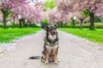 Hund im Frühling II von elbvue von elbvue