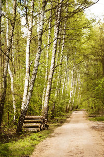 Spring birches woods footpath by Arletta Cwalina