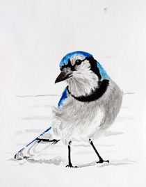 Blauhäher von Condor Artworks