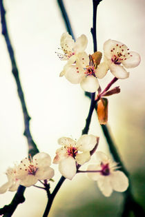 White Blossoms by Vicki Field