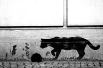 spray cat - sprühkatze / streetart poland  von mateart