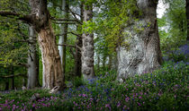 Gnarled old trees by Leighton Collins