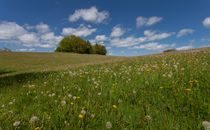 Summer meadow in Wales von Leighton Collins
