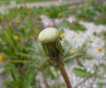 Löwenzahn.....Pusteblume von Thea Ulrich