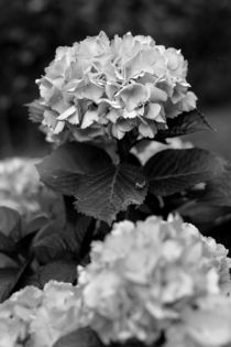 Hortensie in Schwarzweiß von gilidhor