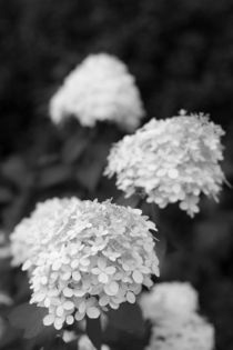 Blüte in Schwarzweiß von gilidhor