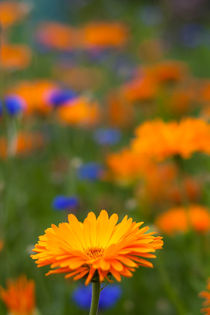 Blüte im Garten von gilidhor