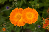 Blüte im Garten von gilidhor