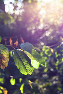 Blatt im Gegenlicht von gilidhor