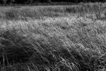 Gras im Sonnenschein von gilidhor