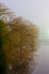 Bäume im Dunkeln von gilidhor