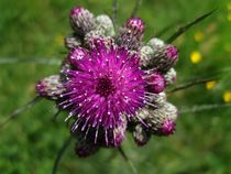 Distel by Asri  Ballandat - Knobbe