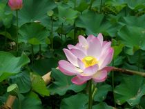 Lotusblüte von Bali 1 von Asri  Ballandat - Knobbe