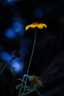 Magical forest Arnica by Mario Morales Rubi