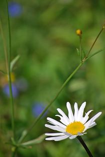 Blumenwiese... 16 by loewenherz-artwork