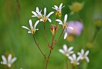 Blumenwiese... 19 von loewenherz-artwork