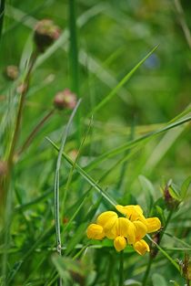 Blumenwiese... 21 by loewenherz-artwork