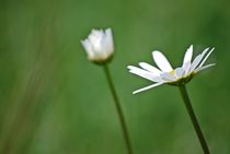 Blumenwiese... 22 von loewenherz-artwork