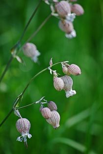 Blumenwiese... 3 von loewenherz-artwork