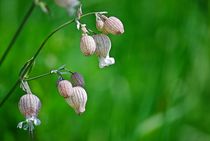 Blumenwiese... 14 von loewenherz-artwork