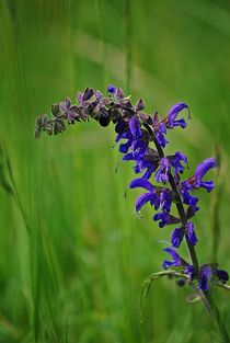 Blumenwiese... 24 von loewenherz-artwork