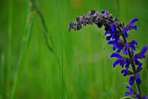 Blumenwiese... 2 von loewenherz-artwork