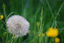 Blumenwiese... 28 by loewenherz-artwork