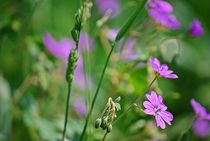 Blumenwiese... 32 von loewenherz-artwork