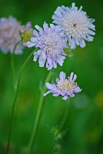 Blumenwiese... 44 von loewenherz-artwork