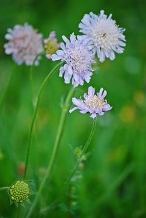 Blumenwiese... 33 von loewenherz-artwork