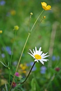 Blumenwiese... 9 von loewenherz-artwork