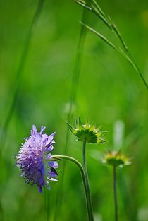 Blumenwiese... 12 von loewenherz-artwork