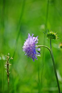 Blumenwiese... 41 von loewenherz-artwork