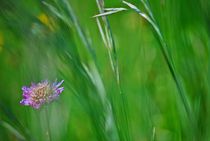 Blumenwiese... 39 von loewenherz-artwork