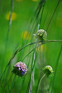 Blumenwiese... 10 von loewenherz-artwork