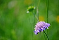 Blumenwiese... 45 von loewenherz-artwork