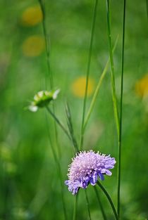 Blumenwiese... 38 von loewenherz-artwork