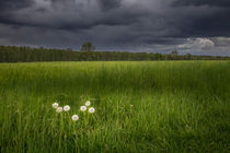 pusteblume von Manfred Hartmann