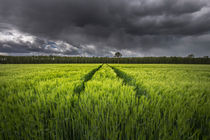 rain in mai by Manfred Hartmann