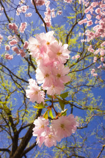 Kirschblüte - rosa Blüten im Frühling von Matthias Hauser