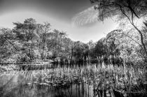 The Bulrush Pond von David Pyatt