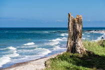 Baumstumpf an der Ostseeküste von Rico Ködder