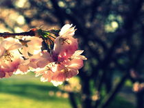 Cherry blossom by Stephanie Gille