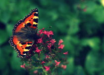 Peacock Butterfly by Stephanie Gille