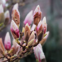 Magnolien Knospen von Melanie Fischer